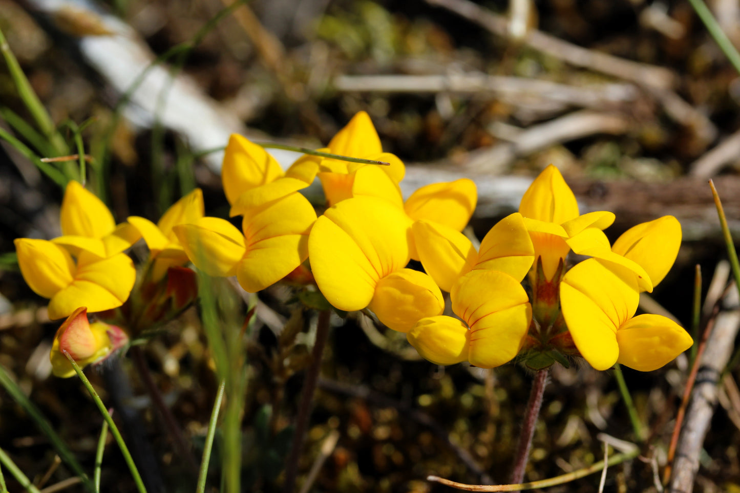 200 BIRDS FOOT TREFOIL (Birdfoot Deervetch / Cats Clover / Ground Honeysuckle) Lotus Corniculatus Fabaceae Flower Seeds