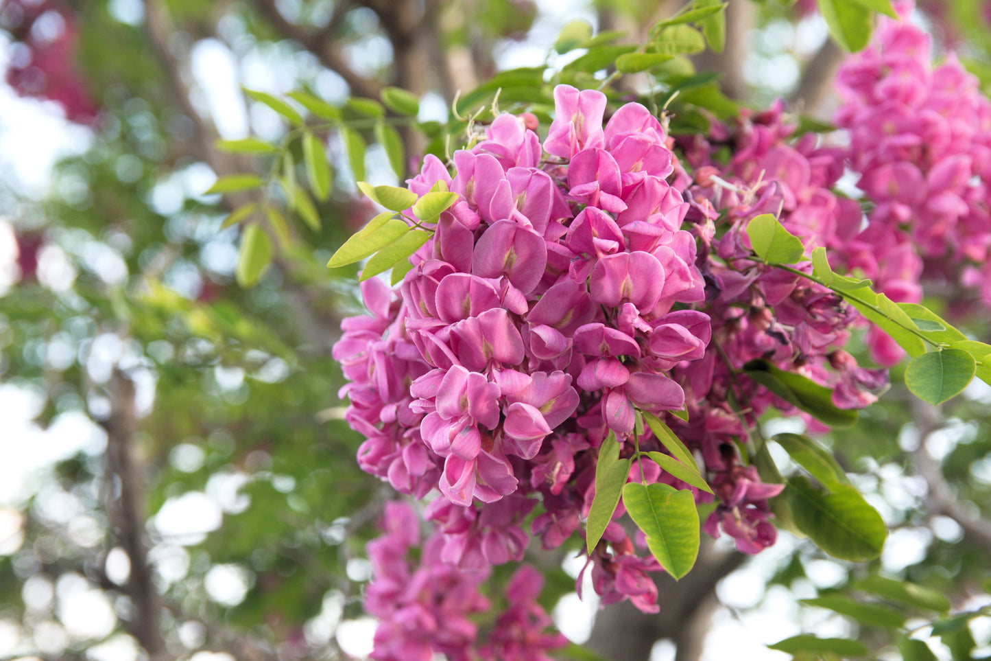 15 ROSE LOCUST / Pink ACACIA Flower Robinia Hispida Fertilis Tree Shrub Seeds