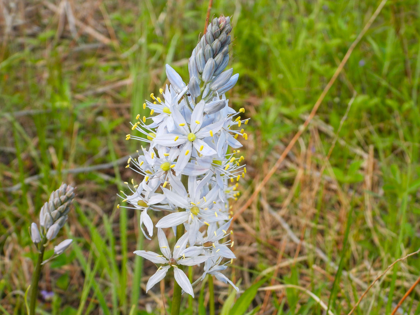 25 Blue WILD HYACINTH Camassia Scilloides Eastern Camas Lily Native Flower Seeds