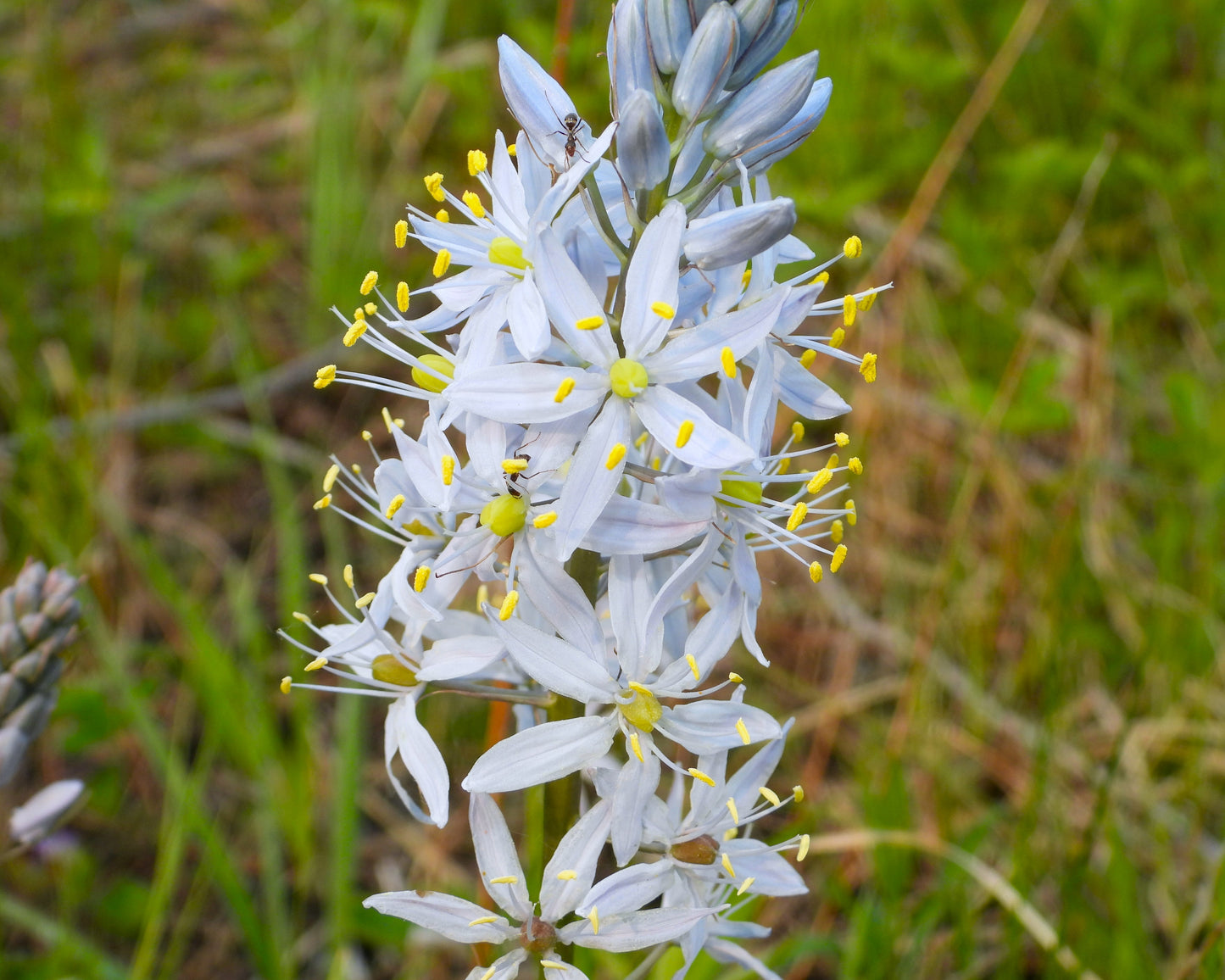 25 Blue WILD HYACINTH Camassia Scilloides Eastern Camas Lily Native Flower Seeds