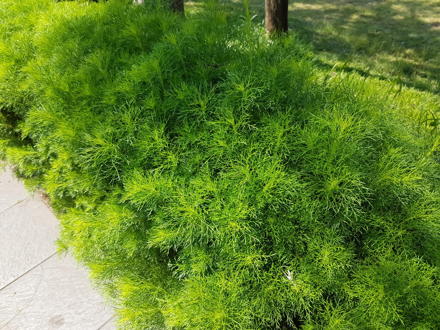 1000 LONG ISLAND Mammoth DILL Anethum Graveolens Herb Flower Seeds