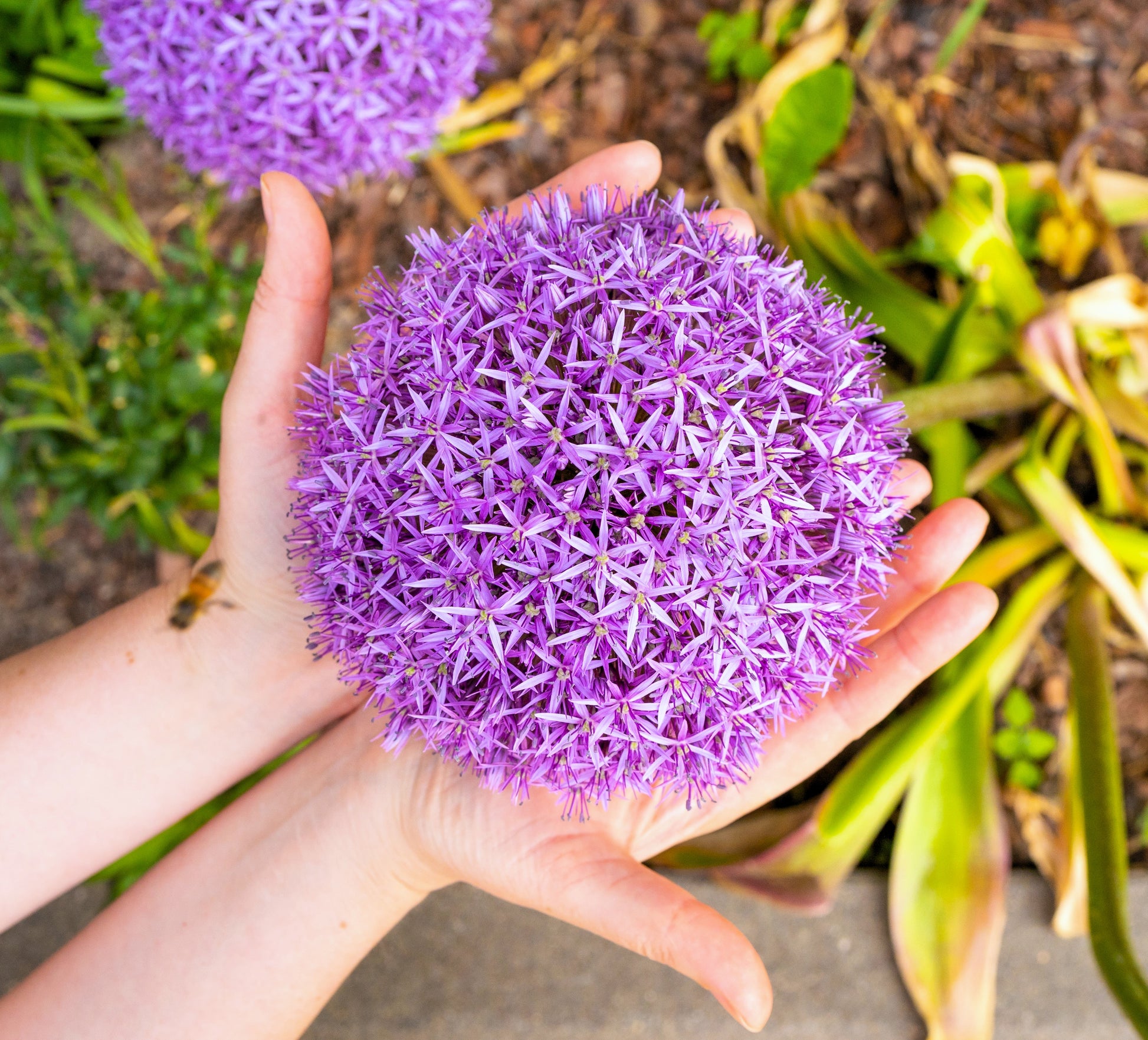 allium plant seeds 25 GIANT ALLIUM Allium Giganteum Purple Globe Flower Seeds