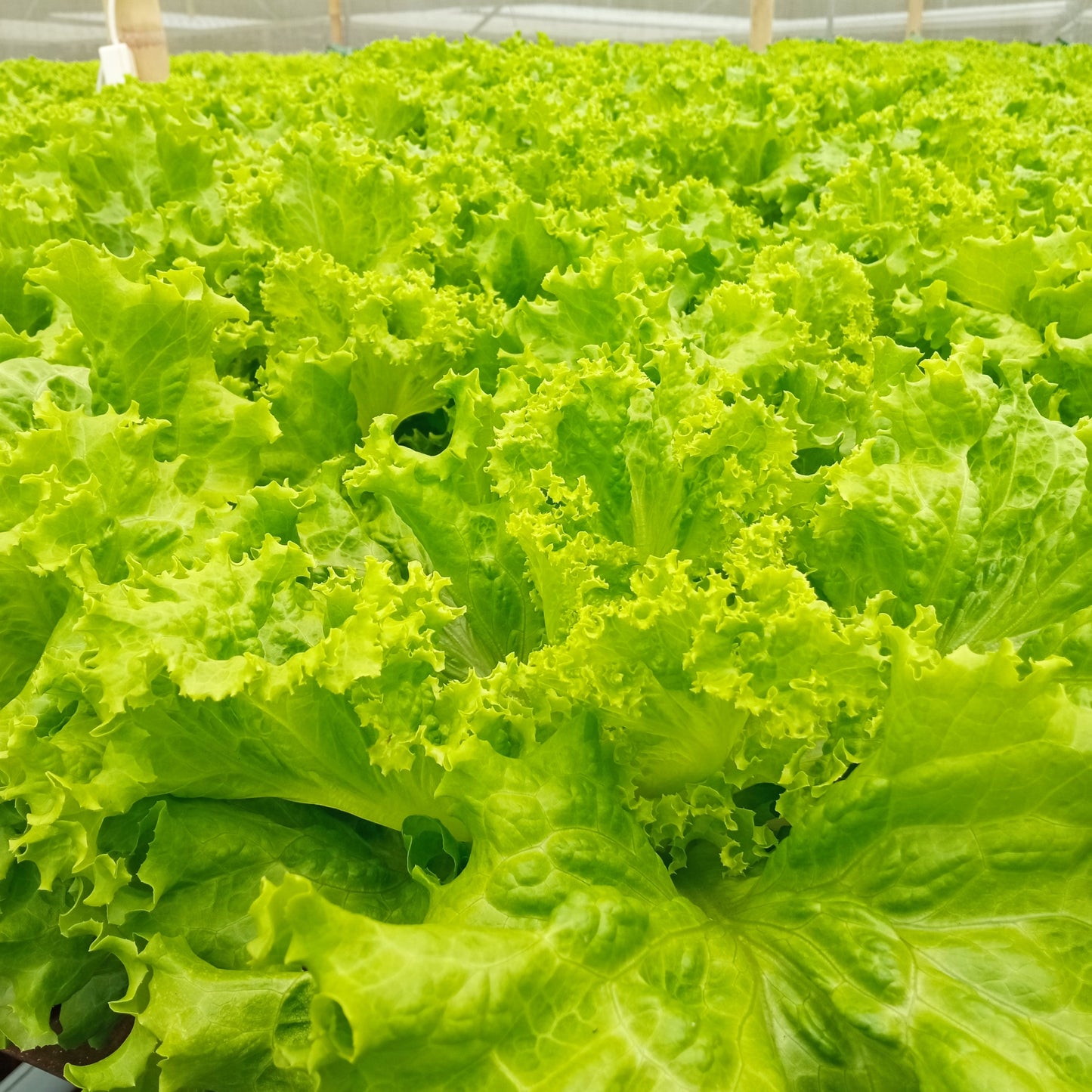 500 OLD FASHIONED MUSTARD Ragged Edge Brassica Juncea Vegetable Seeds