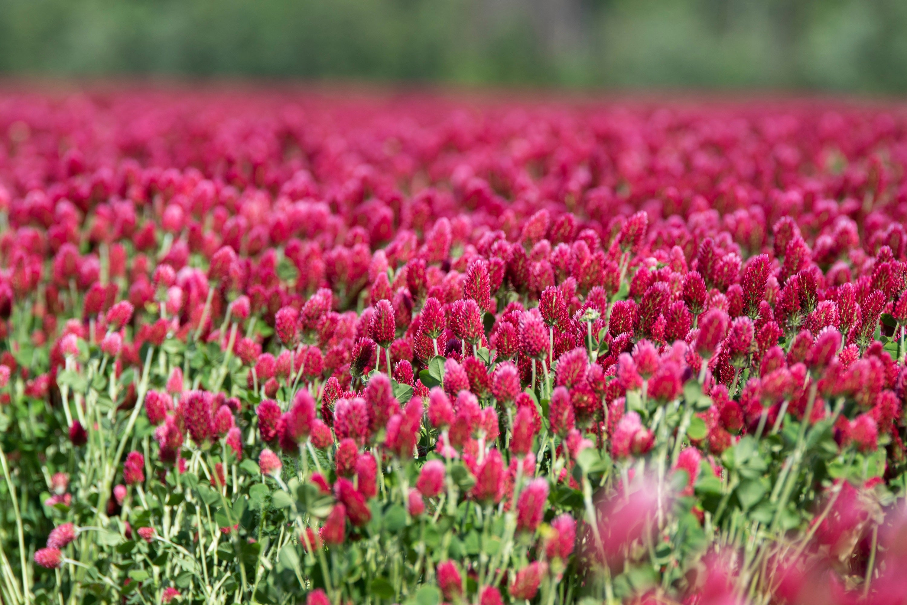 3000 CRIMSON CLOVER (Carnation, French, or Italian Clover