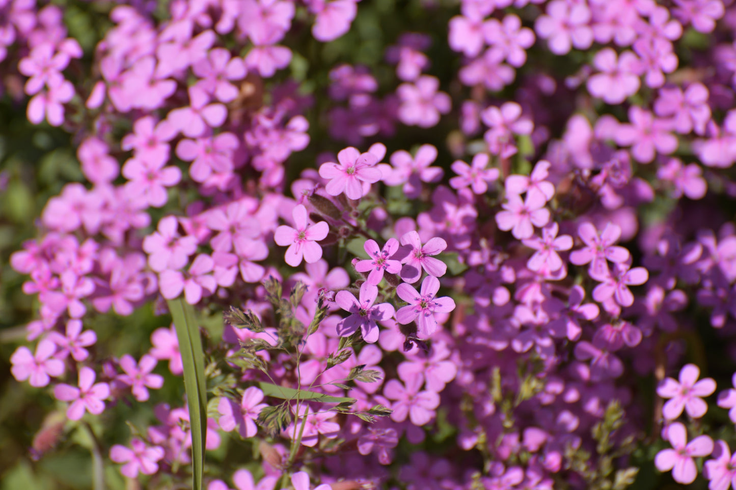 500 PINK ROCK SOAPWORT Saponaria Ocymoides Flower Seeds