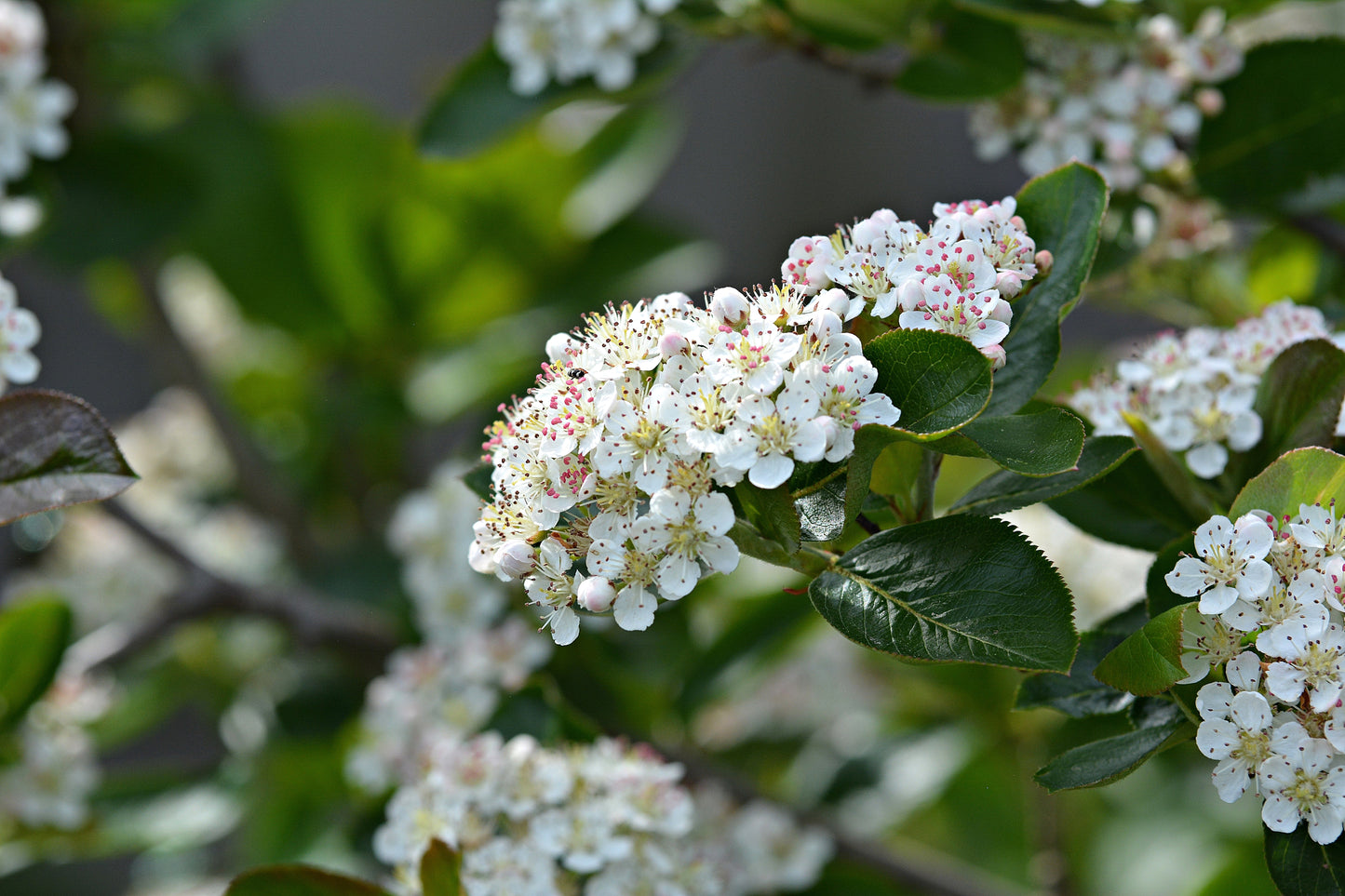 50 RED CHOKEBERRY Aronia Arbutifolia White Flower Fruit Shrub Seeds