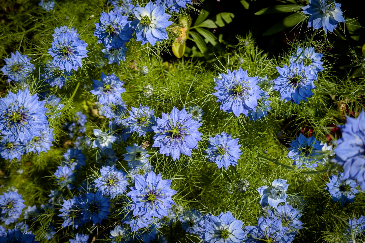 500 LOVE IN A MIST Miss Jekyll Blue ( Fennel Flower ) Nigella Damascena Flower Seeds