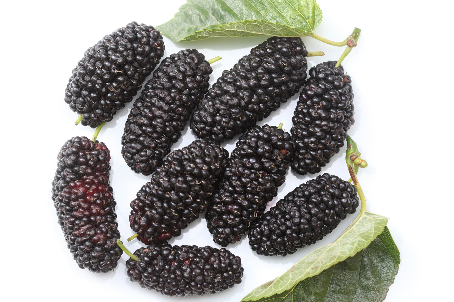 15 Red MULBERRY Morus Rubra Black Fruit Shrub Tree Seeds