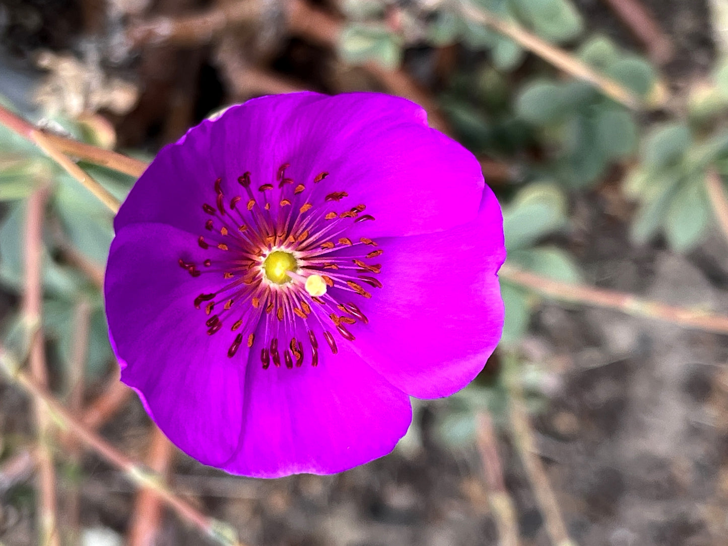 50 RED ROCK PURSLANE ' Ruby Tuesday ' Calandrinia Umbellata Magenta Flower Herb Seeds