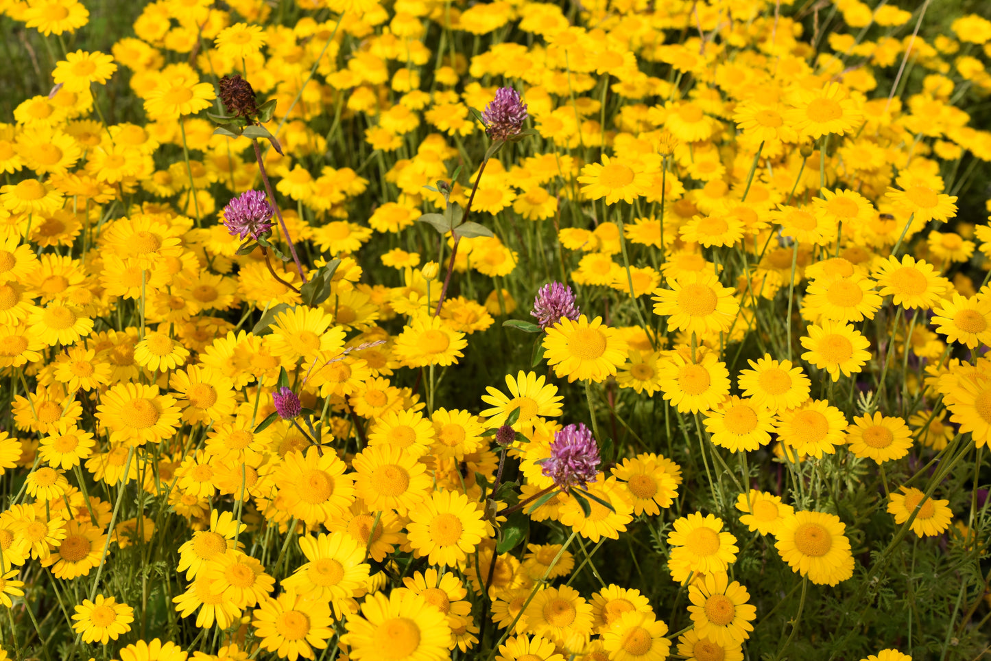 250 GOLDEN MARGUERITE DAISY Dyer's Yellow Chamomile Anthemis Tinctoria Kelwayi Cota Tinctoria  Paris Daisy Herb Flower Seeds