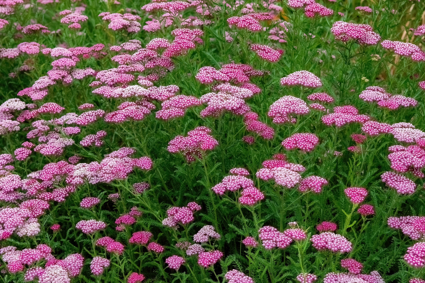 250 PINK Cerise QUEEN YARROW Achillea Millefolium Flower Seeds