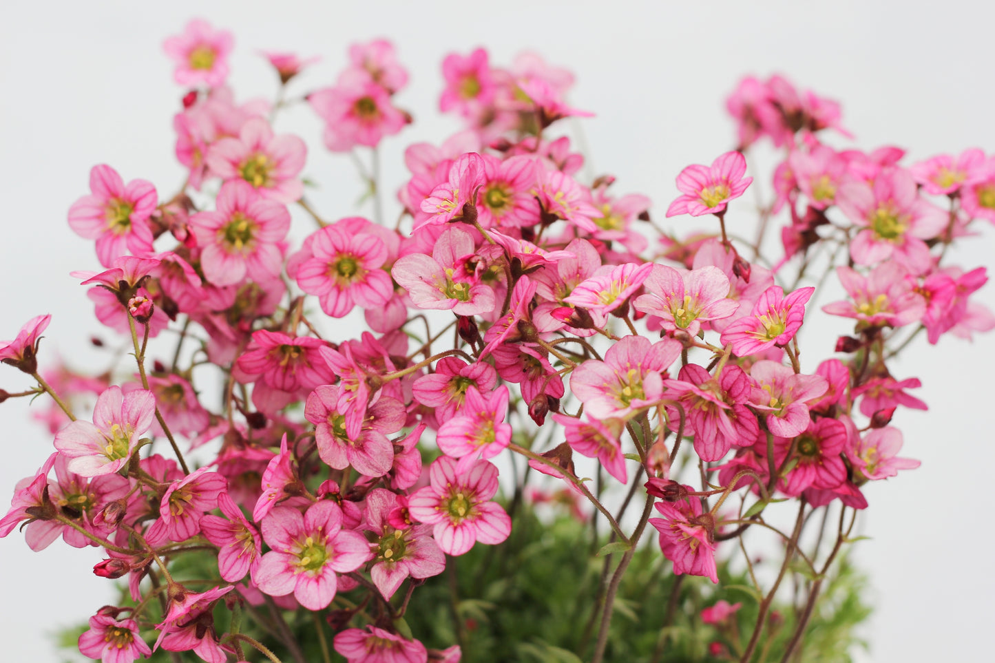 50 FLORAL CARPET SAXIFRAGA Arendsii Rose Pink Mossy Rockfoil Evergreen Flower Seeds