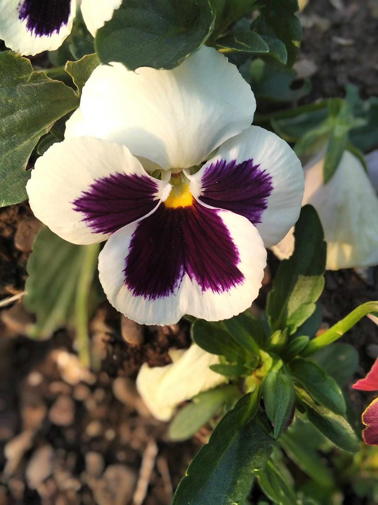 50 WHITE & PURPLE PANSY Swiss Giant Violet Viola Wittrockiana Flower Seeds