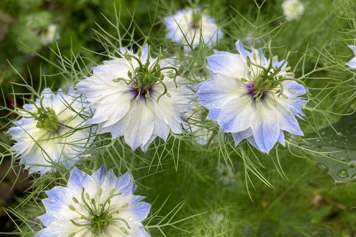 400 Blue & White LOVE IN A MIST Nigella Damascena Fennel Flower Seeds