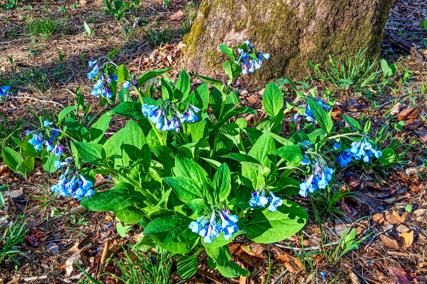 25 VIRGINIA BLUEBELLS True Blue & Pink Mertensia Virginica Flower Seeds