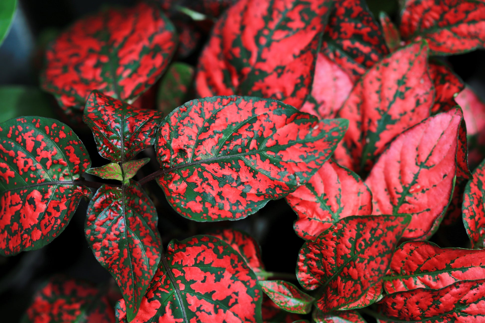 polka dot plant seeds 10 Dwarf RED POLKA DOT PLANT Splash Select Hypoestes Phyllostachya Flower Houseplant Seeds