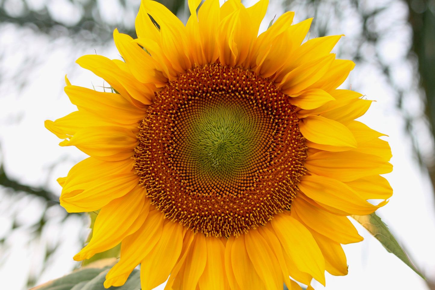 75 MAMMOTH GREY Stripe SUNFLOWER Helianthus Annuus Flower Seeds