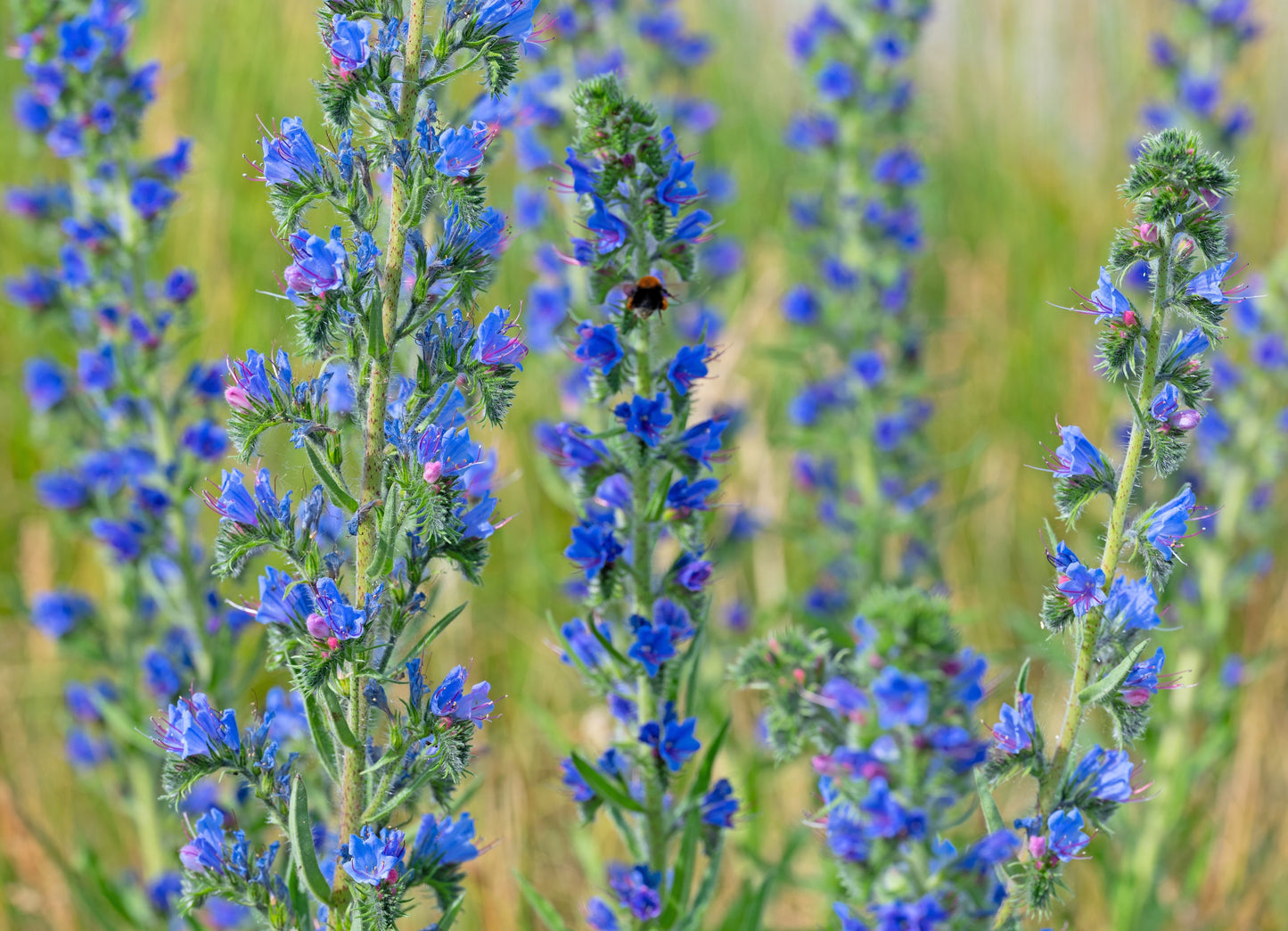 100 Blue VIPERS BUGLOSS Echium Vulgare Blue Flower Seeds