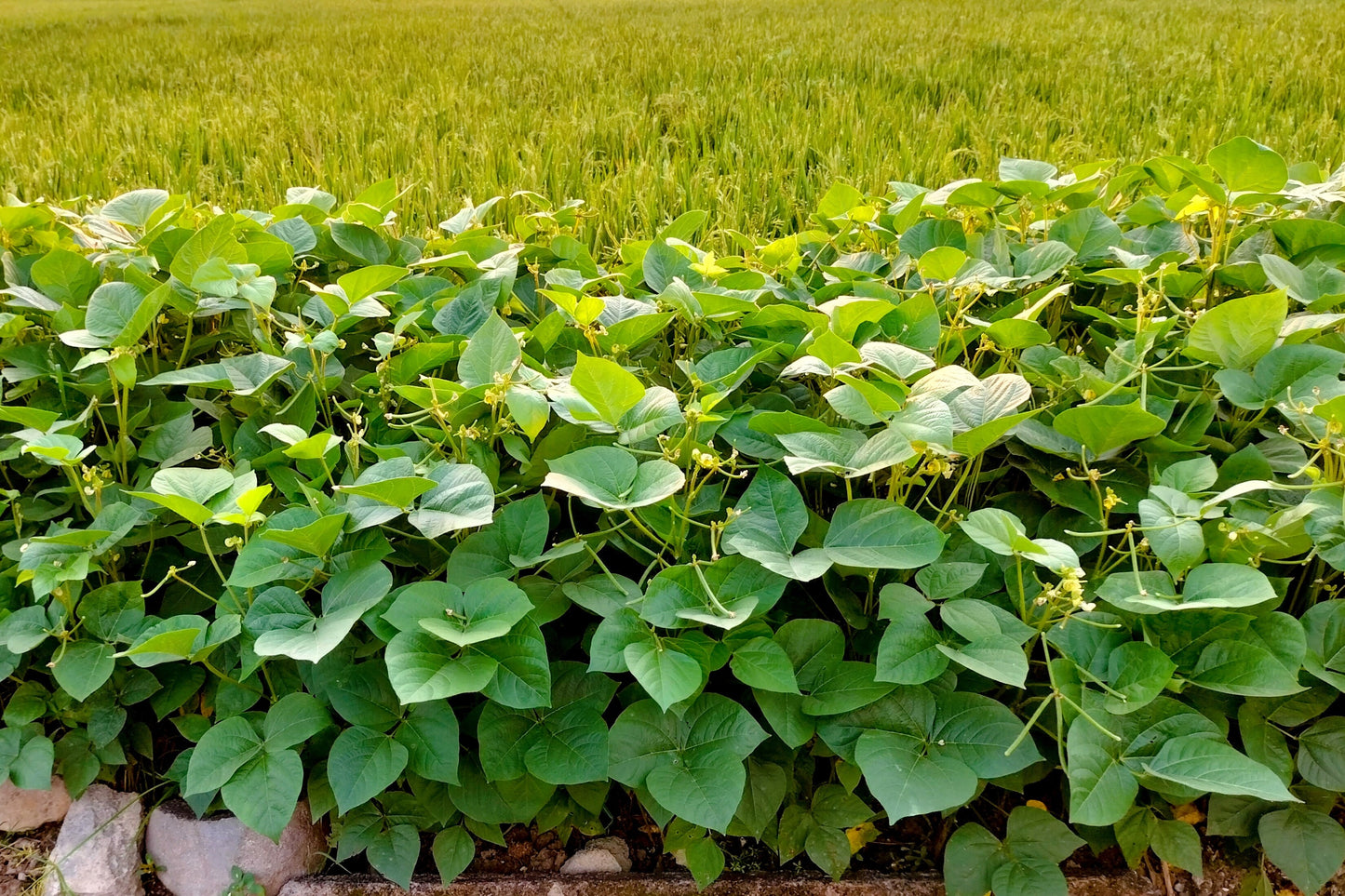 50 White DIXIE LIMA BEAN Butterpea Phaseolus Vulgaris Vegetable Seeds