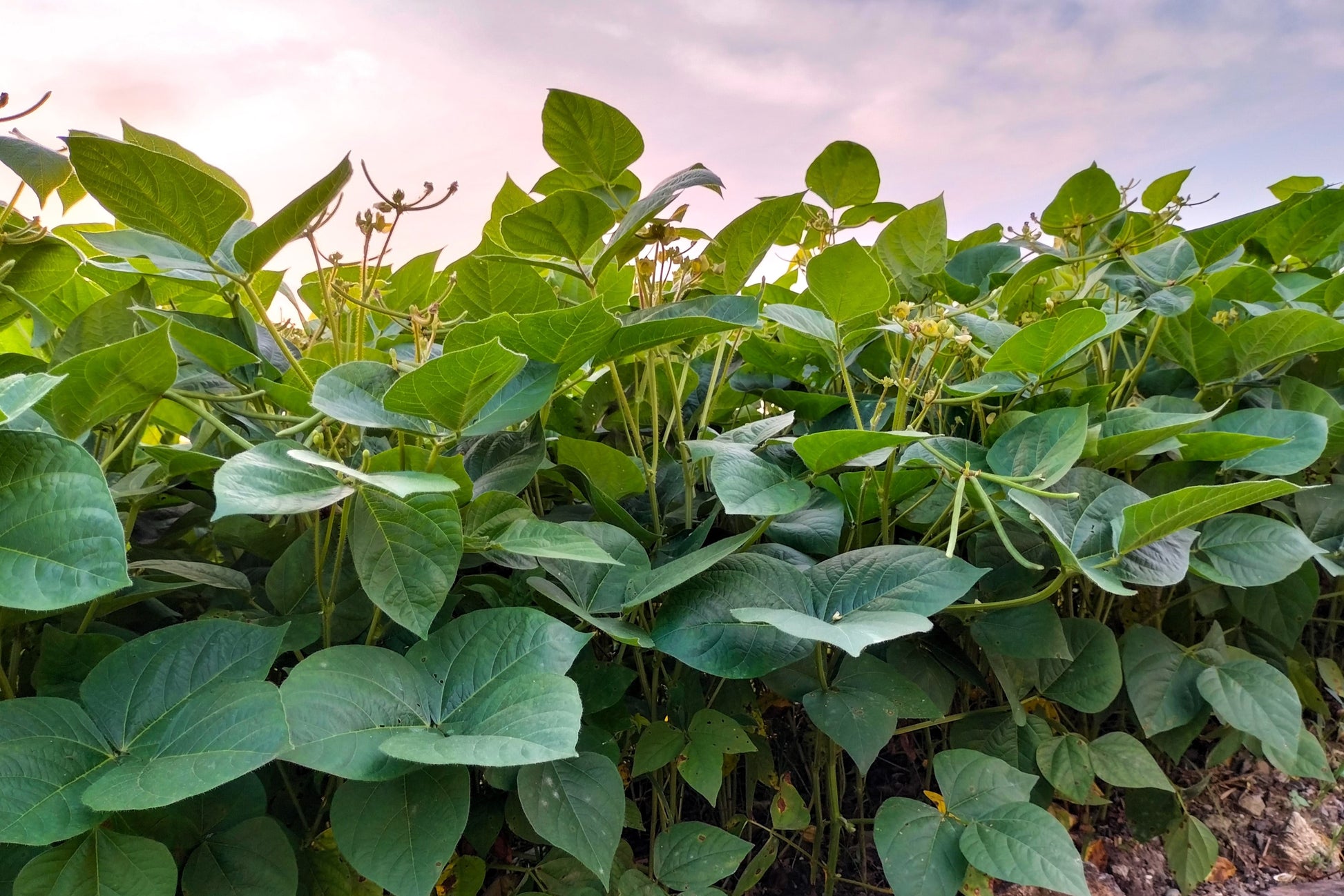 red beans seeds for planting 50 Organic SMALL RED BEAN Phaseolus Vulgaris Vegetable Seeds – Seedville USA