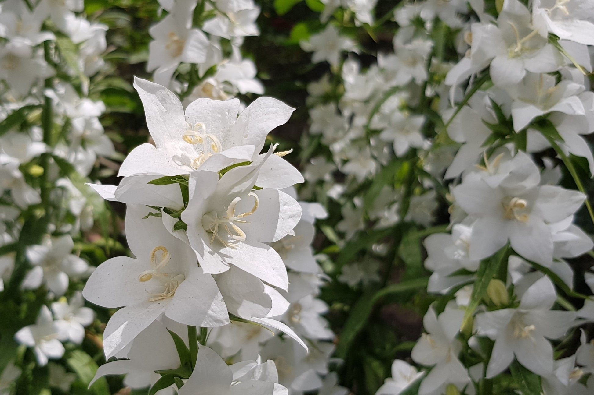500 White PEACH LEAVED BELLFLOWER Campanula Persicifolia Flower Seeds