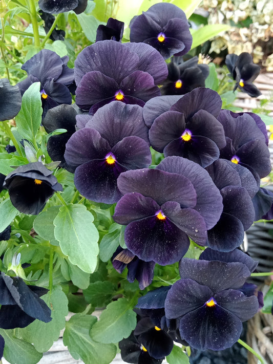 50 BLACK PANSY Clear Crystals Viola Wittrockiana Flower Seeds