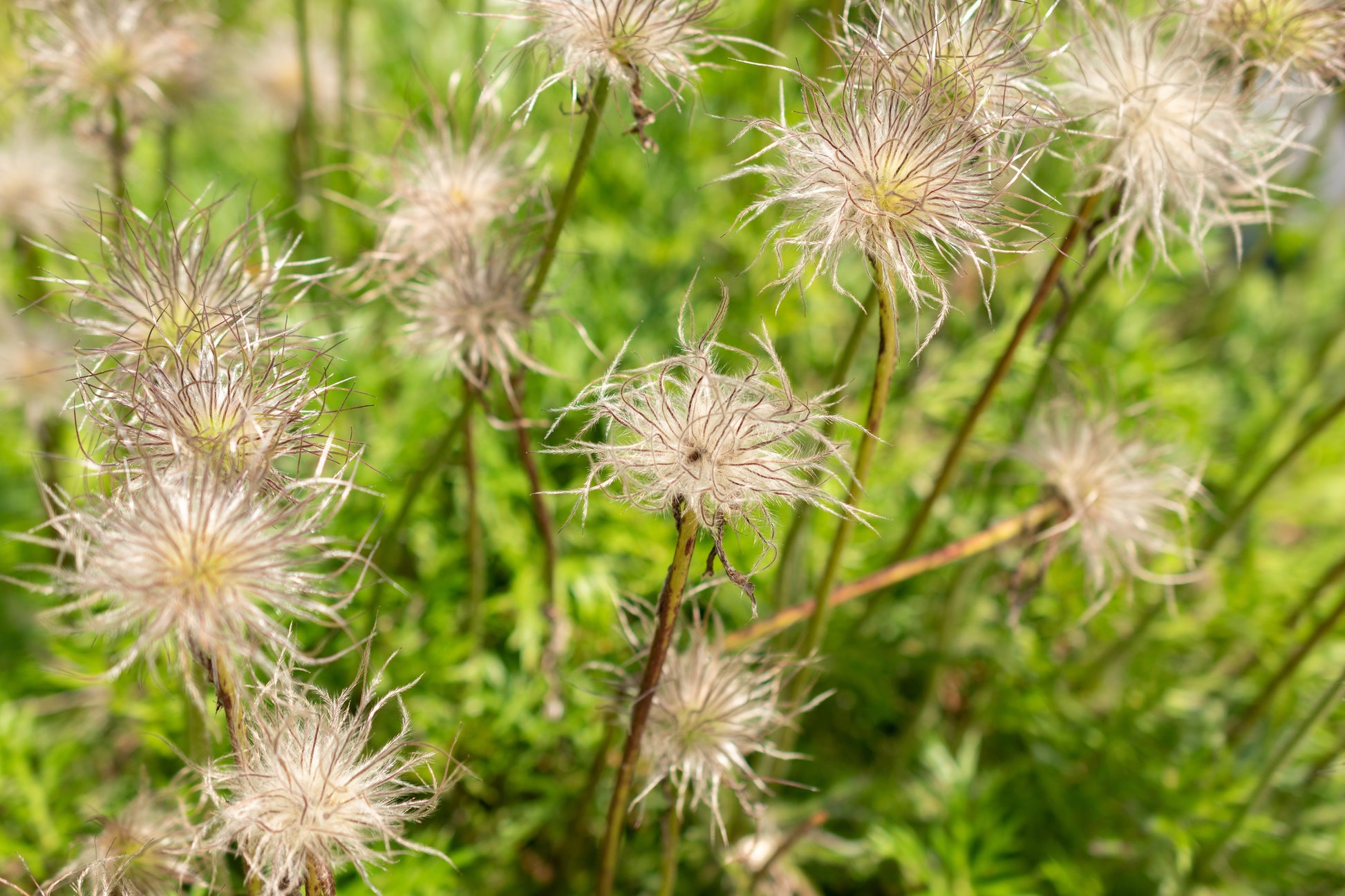 pasque flower from seed 25 VIOLET ANEMONE Pulsatilla Vulgaris Purple PASQUE Flower Seeds – Seedville USA