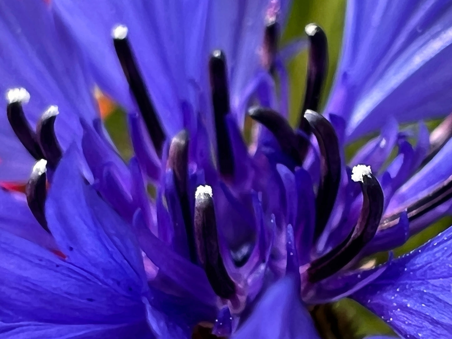 1000 Tall Blue BACHELOR'S BUTTON / CORNFLOWER Centaurea Cyanus Flower Seeds