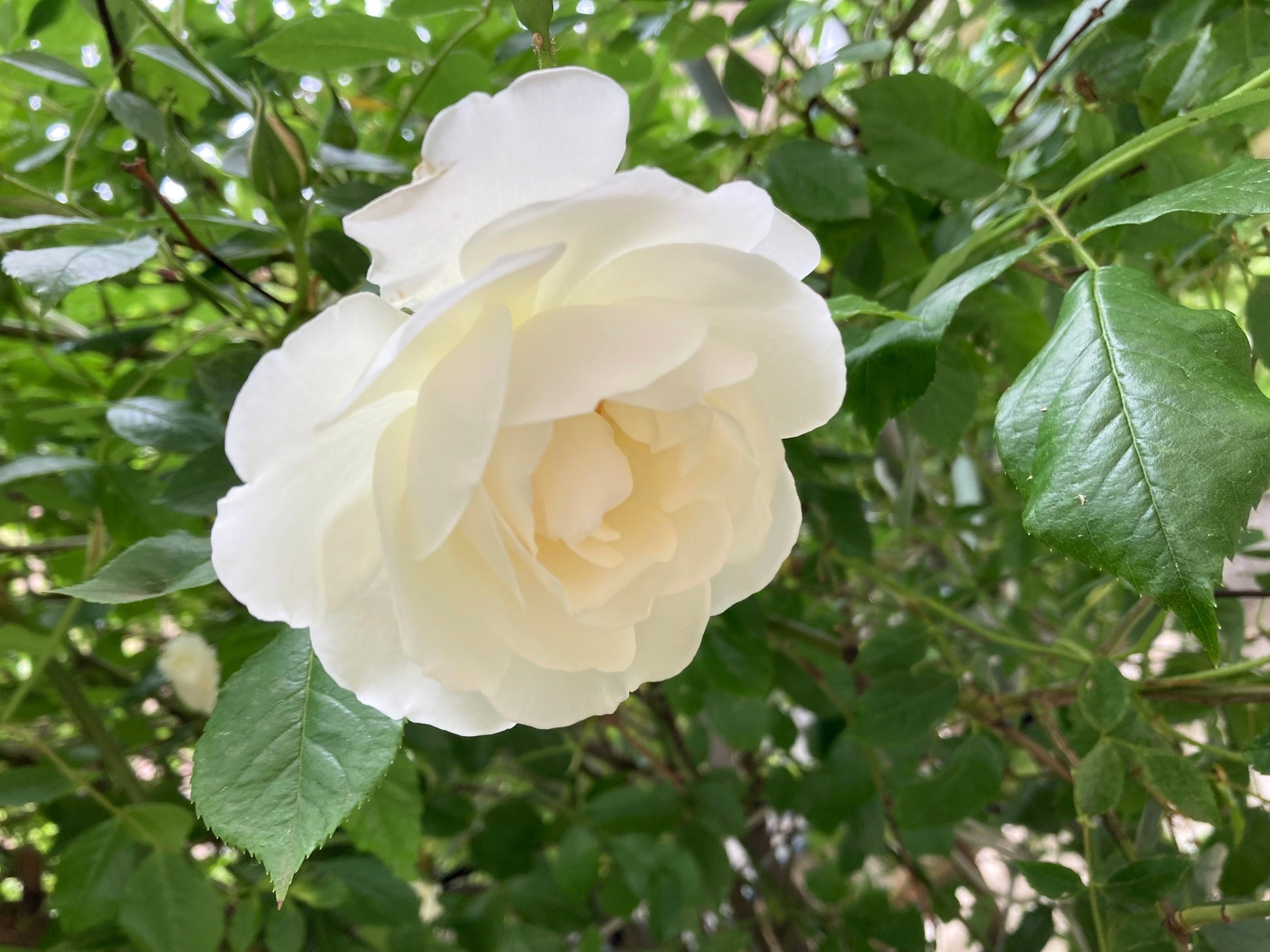 white rose seeds price 5 WHITE ROSE Rosa Bush Shrub Perennial Flower Seeds