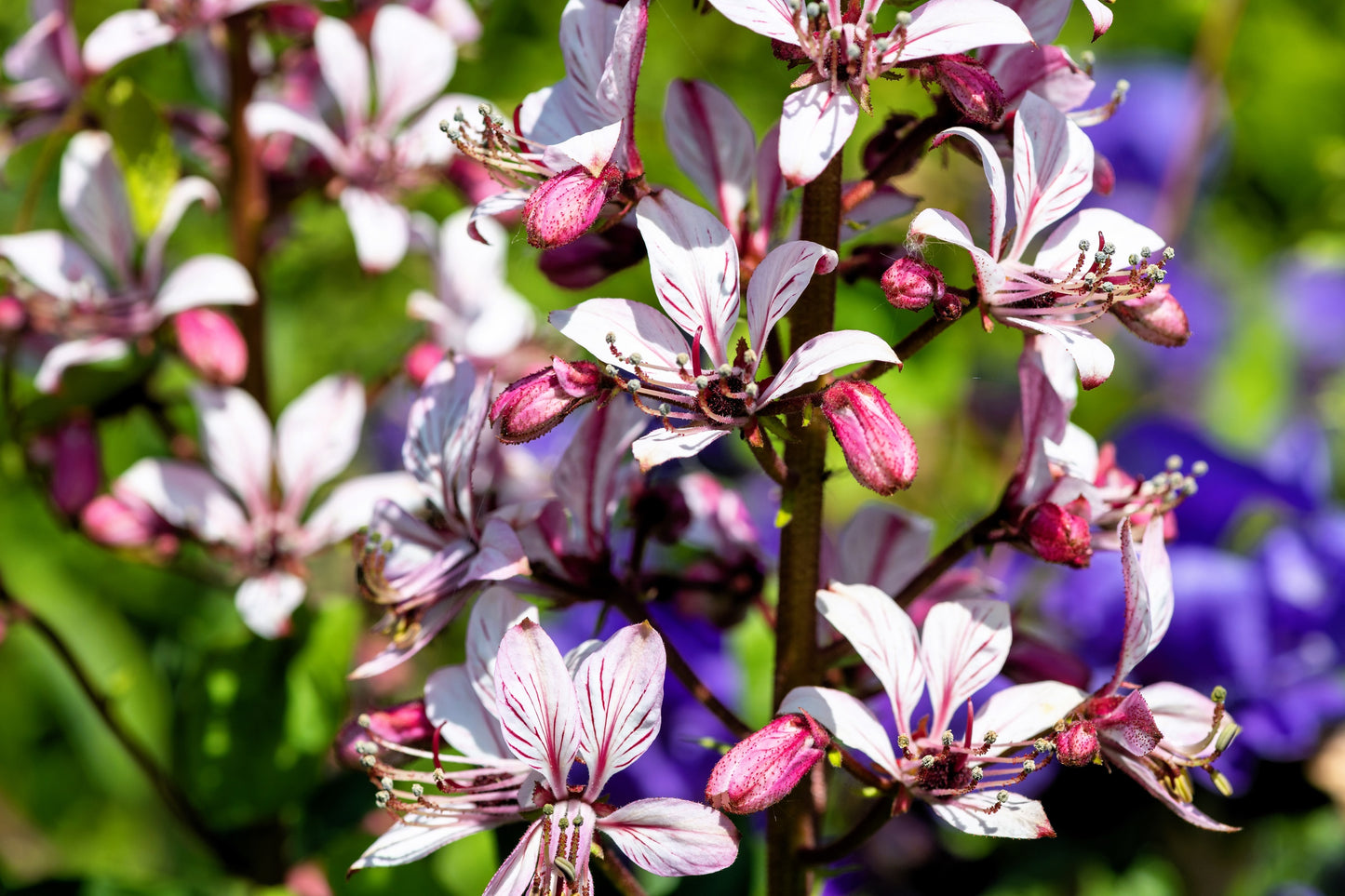 10 GAS PLANT MIX Dictamnus Albus Mixed Colors White Red Pink Lilac Flower Seeds