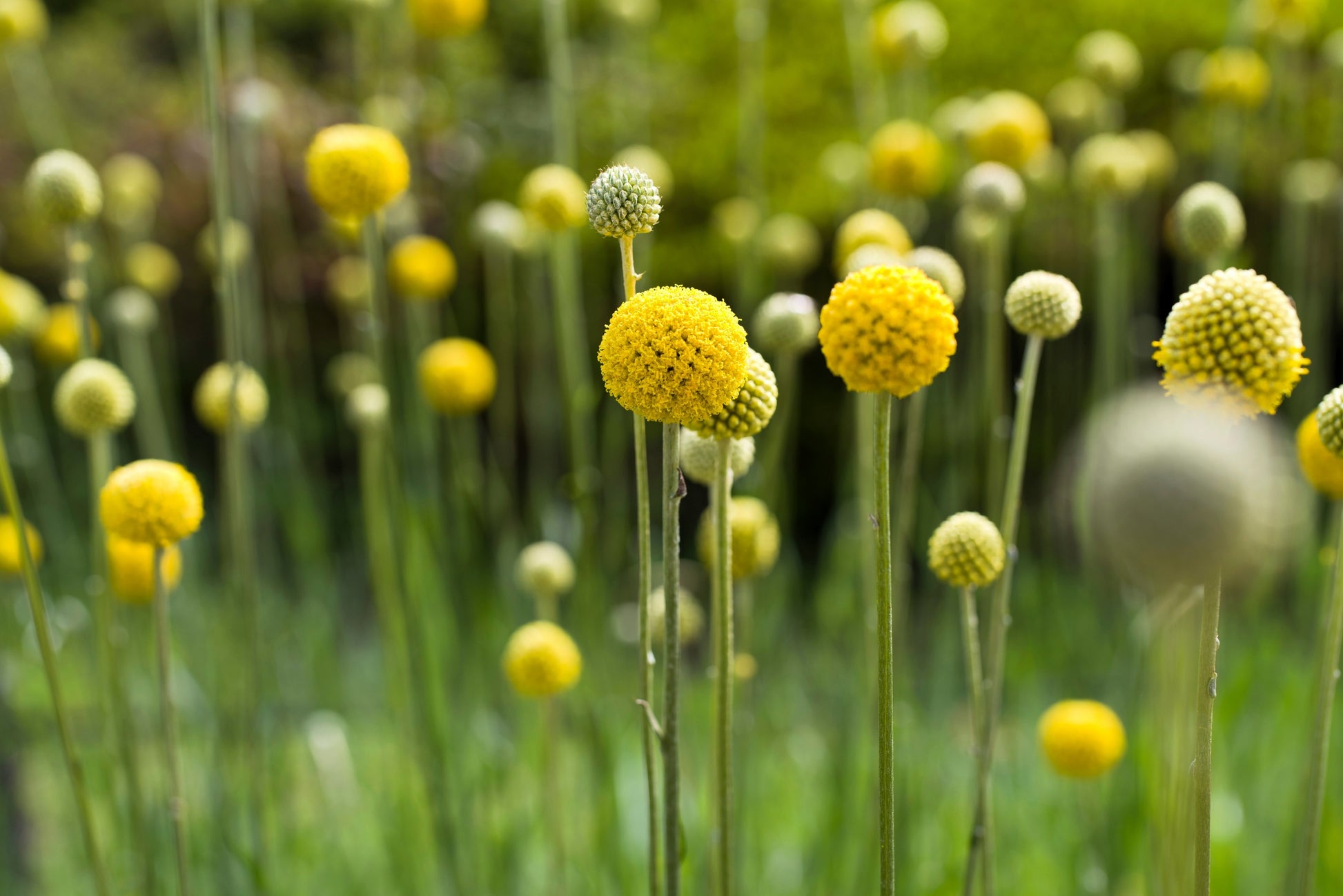 billy button flower seeds 20 Yellow BILLY BUTTONS / WOLLYHEADS Craspedia Globosa Flower Seeds