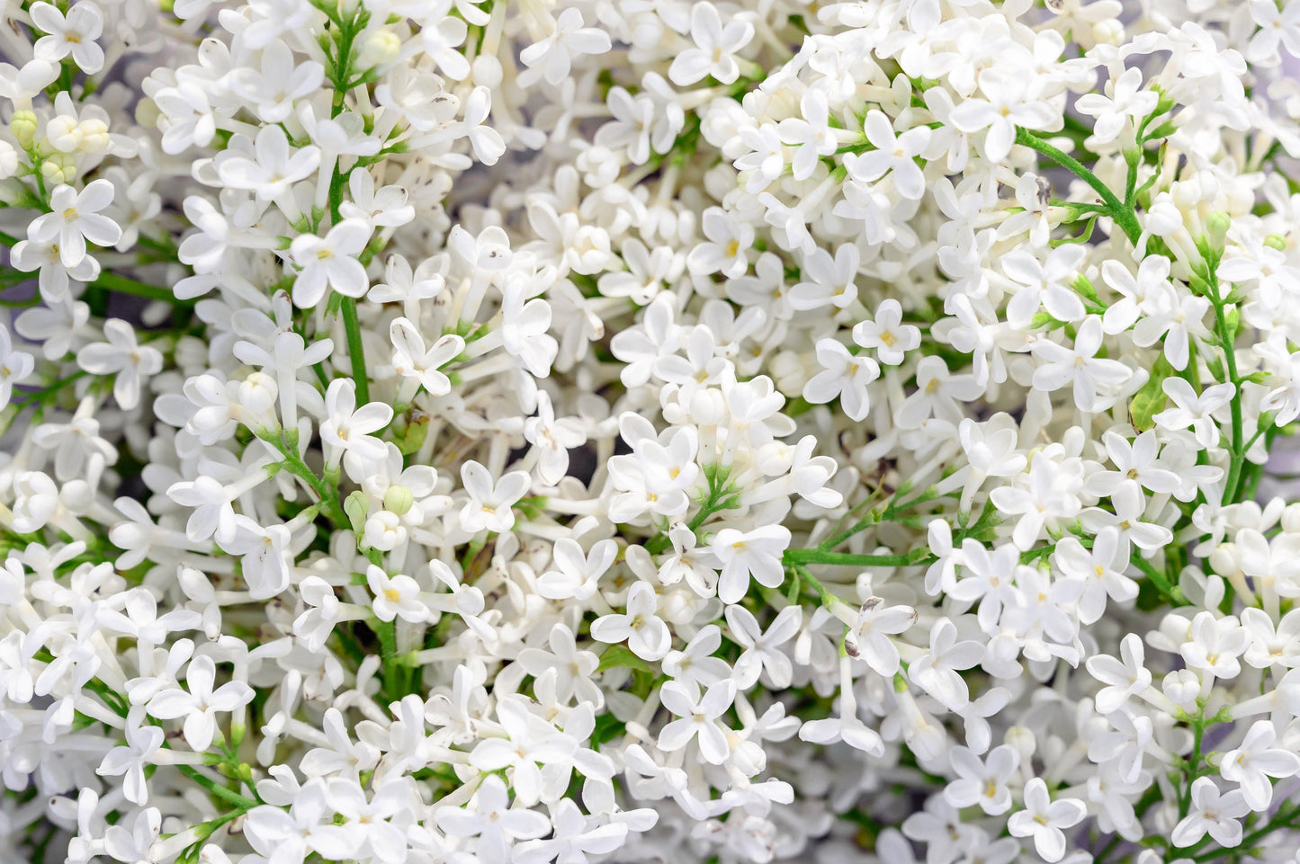 20 WHITE TREE LILAC Hummingbird Flower Fragrant Peking Syringa Pekinensis Seeds