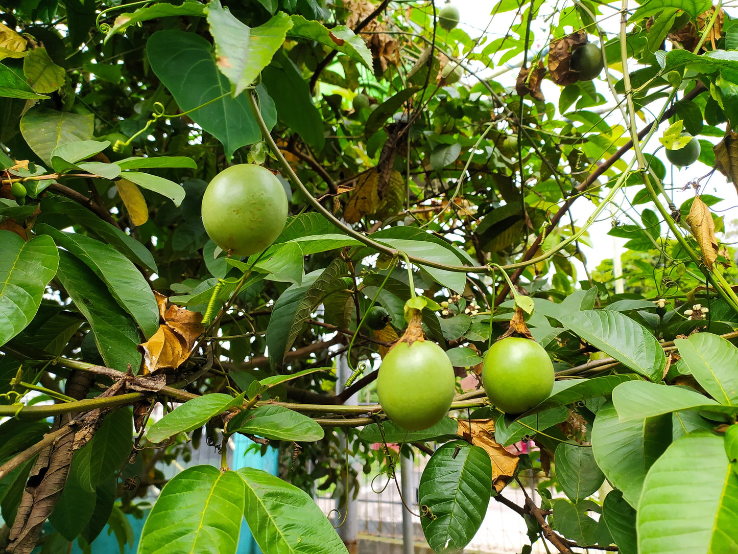 10 YELLOW PASSION FRUIT Vine Passiflora Edulis Flavicarpa Golden Passionfruit Purple & White Flower Seeds
