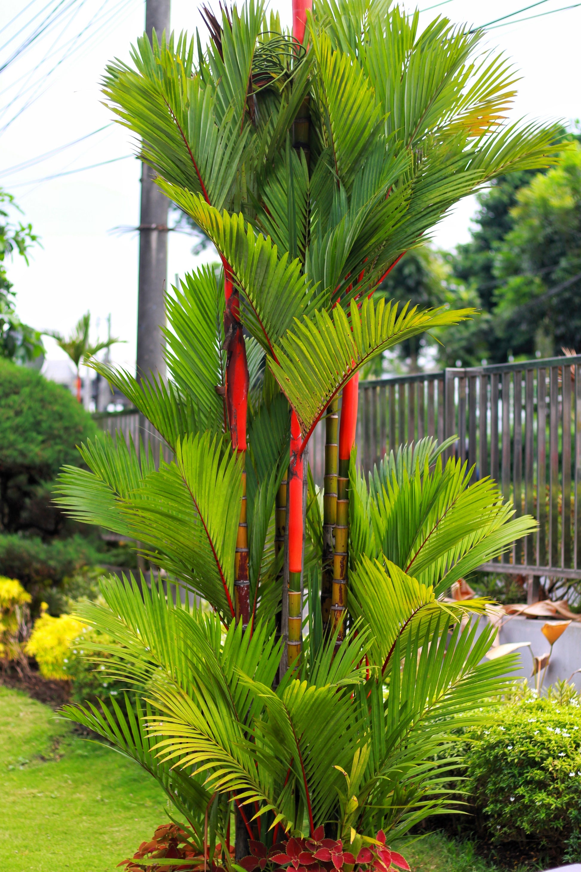 red palm plant 10 Red LIPSTICK PALM Sealing Wax Palm Cyrtostachys Renda Tree Houseplant Seeds