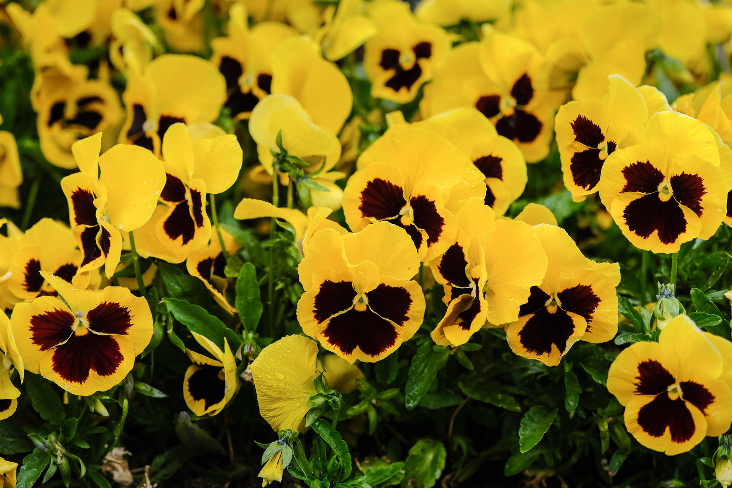 50 YELLOW & BROWN PANSY Swiss Giant Violet Viola Wittrockiana Flower Seeds