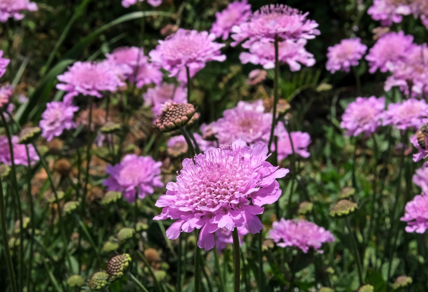 50 FINEST MIXED Colors SCABIOSA (Mourning Bride / Pin Cushion) Scabiosa Atropurpurea Flower Seeds