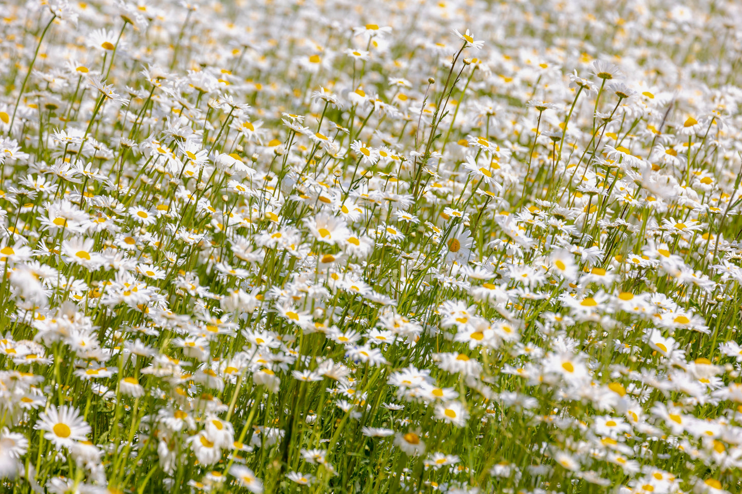 1000 DWARF White SHASTA DAISY Chrysanthemum Maximum Flower Seeds