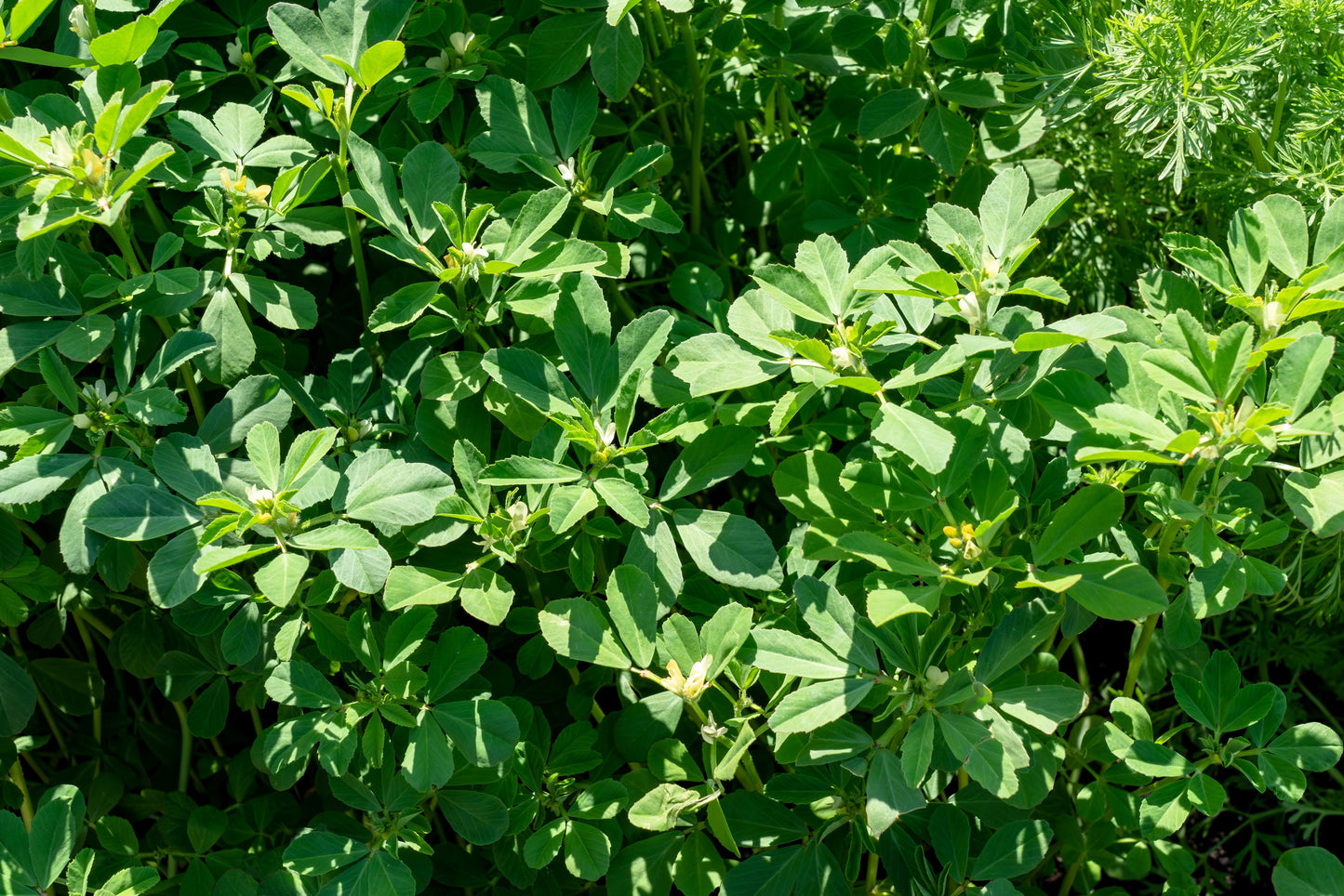 300 FENUGREEK Trigonella Foenum Graecum Herb Flower Seeds