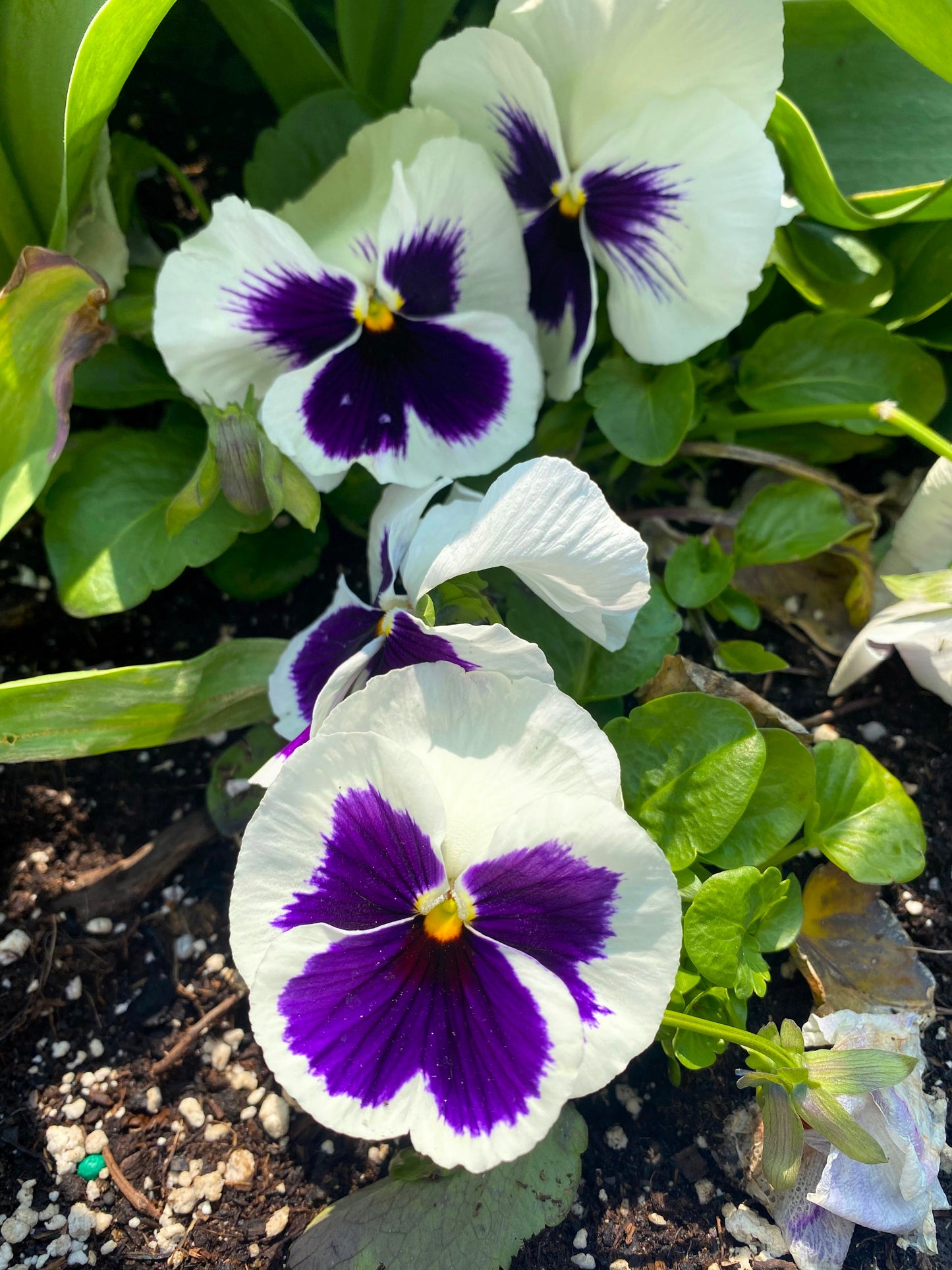 50 WHITE & PURPLE PANSY Swiss Giant Violet Viola Wittrockiana Flower Seeds