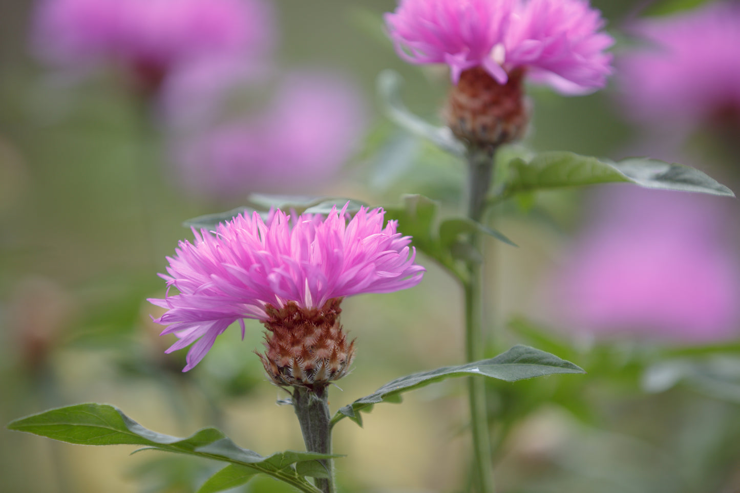 500 MIXED SWEET SULTAN Imperialis Mix Amberboa Moschata Centaurea Flower Seeds - Pink, Rose, Lilac, Purple, Mauve, White, & Yellow