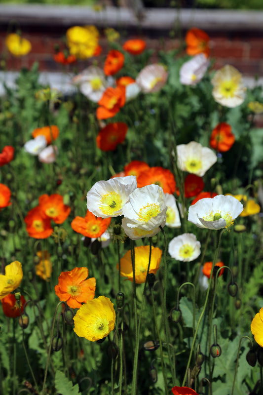 2500 ICELAND POPPY MIX Papaver Nudicaule Mixed Colors Flower Seeds