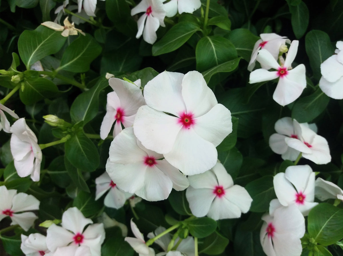 100 BRIGHT EYES PERIWINKLE Vinca Rosea Dwarf White & Pink Flower Seeds ...