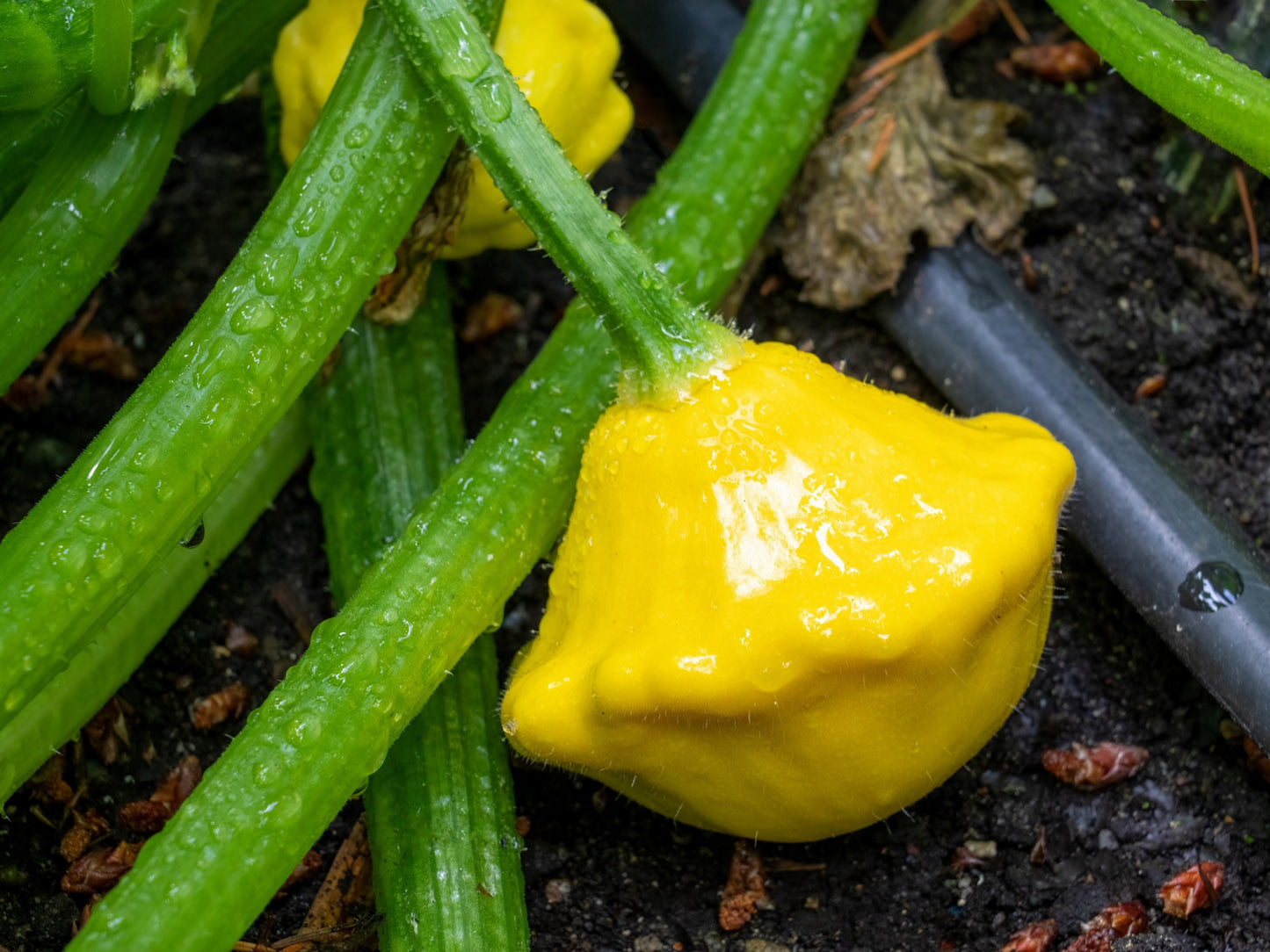 10 Golden YELLOW Bush SCALLOP SQUASH (Patty Pan / Paty Pan / Squanter Squash) Summer Cucurbita Pepo Vegetable Seeds