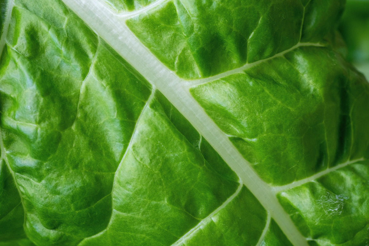 300 FORDHOOK GIANT SWISS CHARD (Perpetual Spinach) Beta Vulgaris Cicla Vegetable Seeds