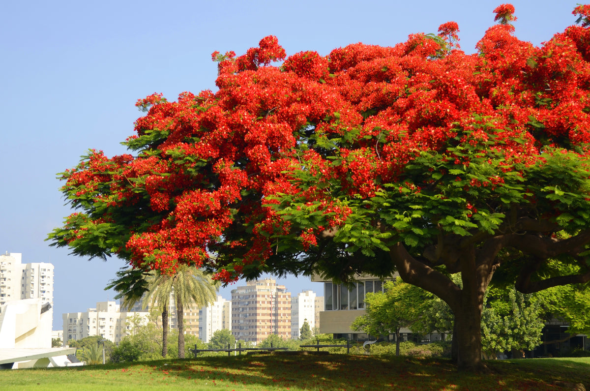 10 ROYAL POINCIANA TREE Delonix Regia aka Red Flame Flamboyant Tree Pe ...