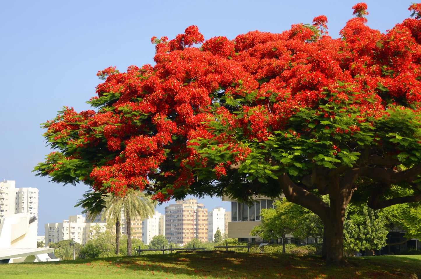 10 ROYAL POINCIANA TREE Delonix Regia aka Red Flame Flamboyant Tree Peacock Flower Seeds