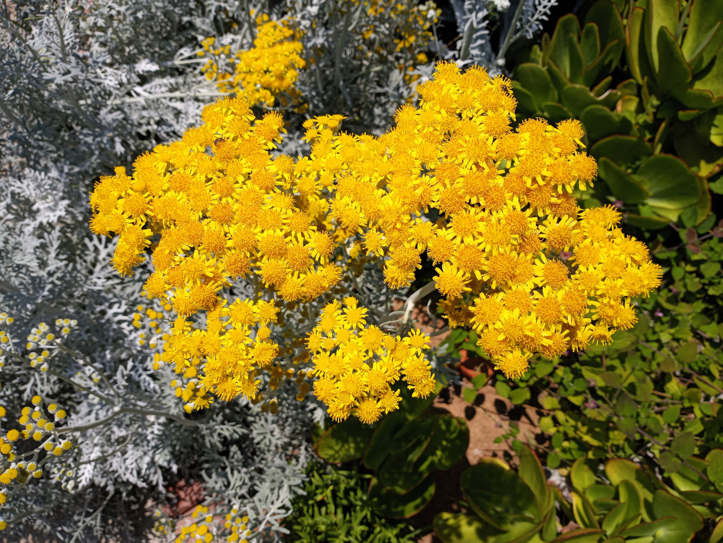 300 SILVERDUST DUSTY MILLER Cineraria maritima Flower Seeds