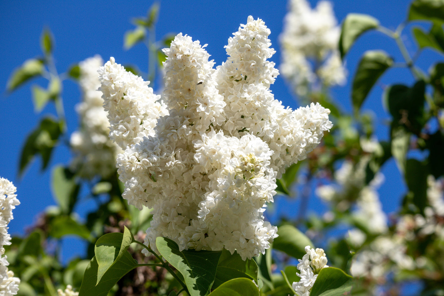20 WHITE TREE LILAC Hummingbird Flower Fragrant Peking Syringa Pekinensis Seeds
