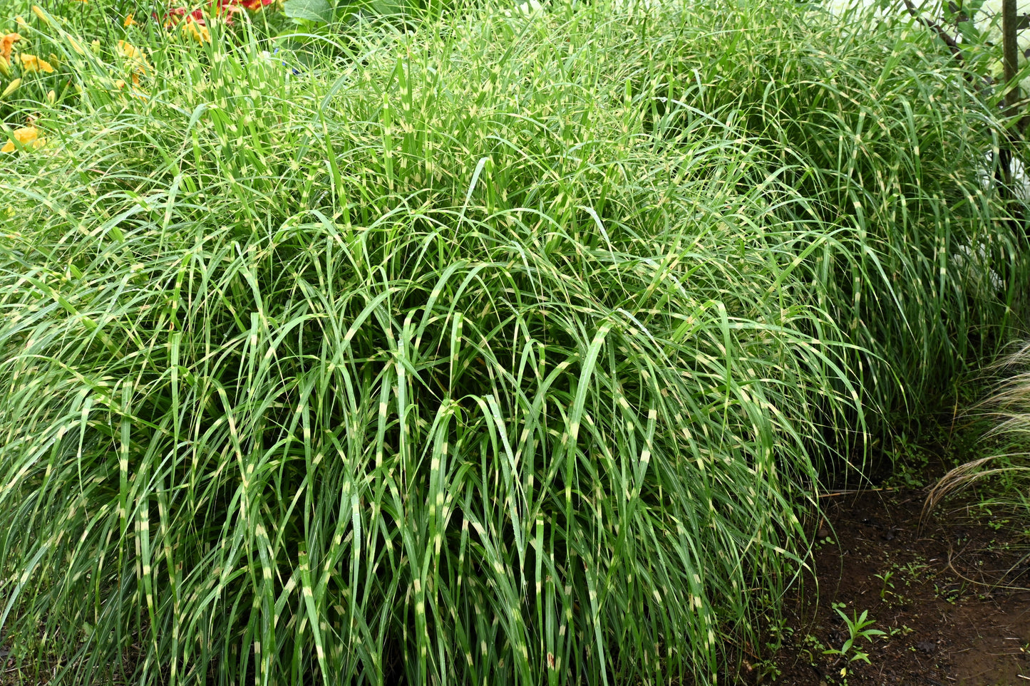 10 ZEBRA GRASS Variegated Maiden Grass Miscanthus Sinensis Zebrinus aka Chinese or Japanese Silver Grass / Plume Grass / Eulalia Seeds