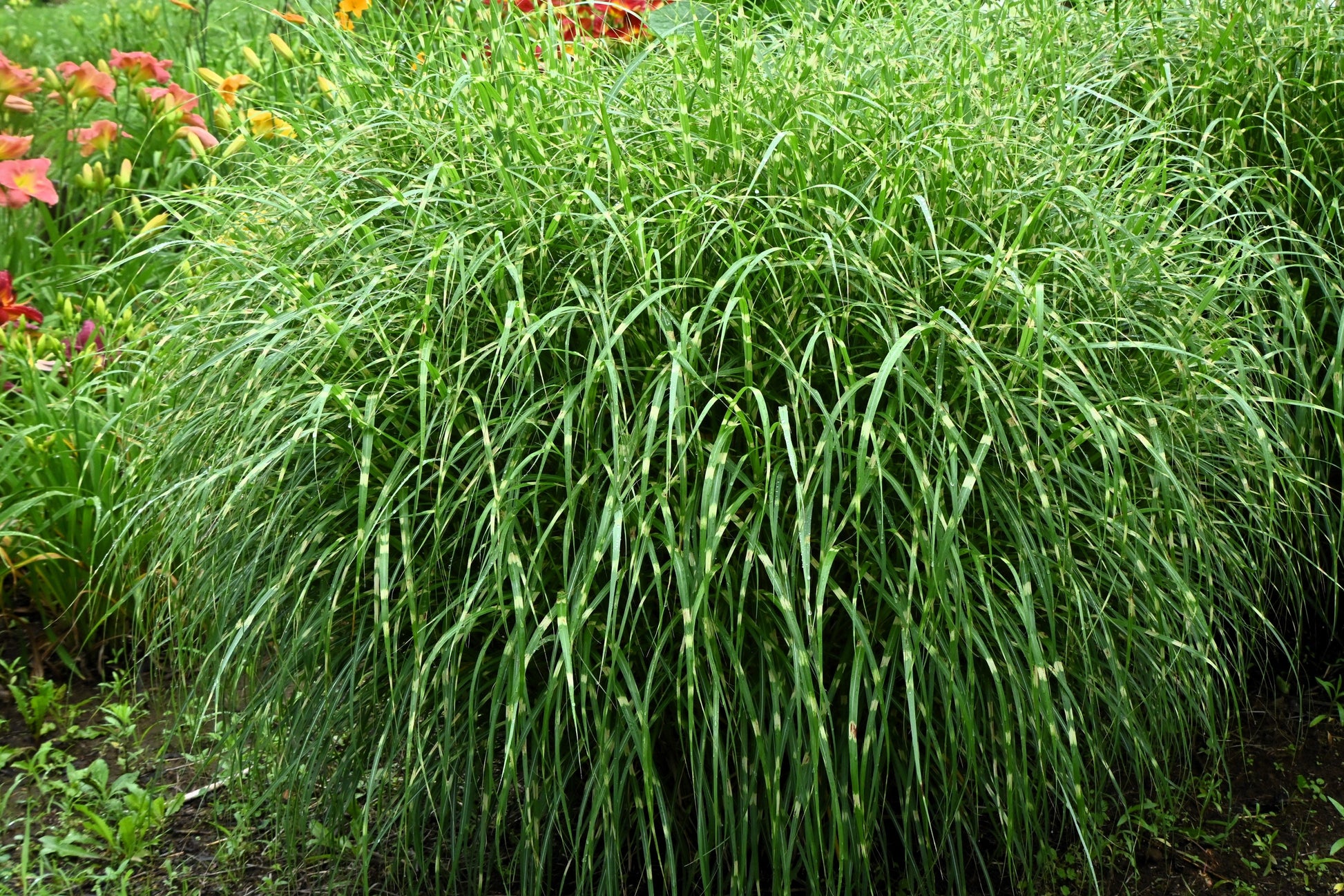 zebra grass indoor plant 10 ZEBRA GRASS Variegated Maiden Grass Miscanthus Sinensis Zebrinus aka Chinese or Japanese Silver Grass / Plume Grass / Eulalia Seeds